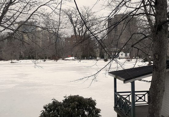 Public Gardens in winter